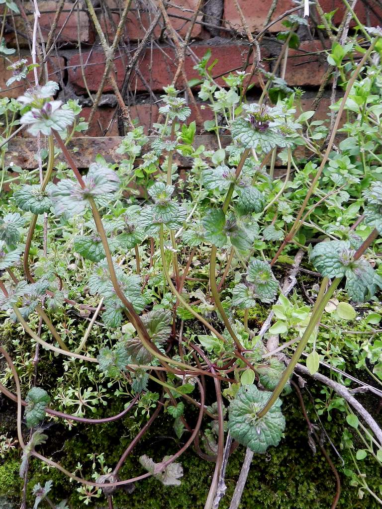 Lido di Venezia (VE) : Lamium amplexicaule